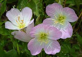 Pin On Pink Primroses
