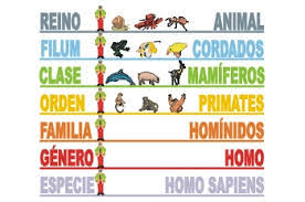 Resultado de imagen de taxonomia
