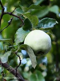 Image result for Cydonia