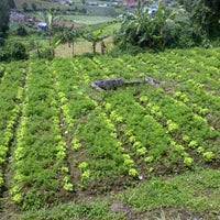 Gratis untuk komersial tidak perlu kredit bebas hak cipta. Kebun Sayur Brastagi Garden