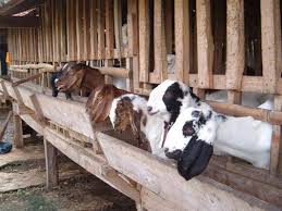 Jagalah kandang agar tidak lembap, selalu bersih, tidak tergenang air, menutup kandang jika angin kencang. Model Dan Desain Kandang Kambing Tertarik Membudidaya Domba Atau Kambing Langkah Awal Yang Harus Anda Pelajari Adalah Cara Kambing Beternak Kambing Kandang