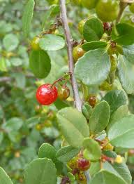 Image result for Rhamnus