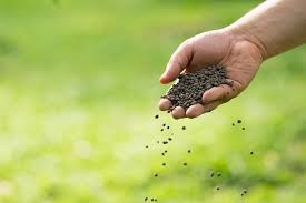 Grubex only comes in granular form and should be applied with a mechanical spreader for even, thorough coverage. How Long To Wait To Put Fertilizer Down After Grubex
