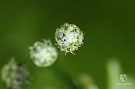 Image result for Eriocaulon setaceum