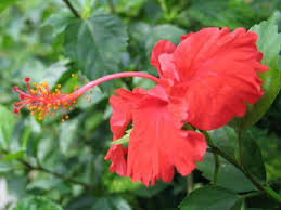 Jenis jenis dan macam macam dan nama bunga. Mygov Maklumat Malaysia Bunga Kebangsaan