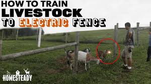 It has a breaking load of 90 lbs. The Best Way To Train Livestock To Electric Fence Goats Cows Pigs And Sheep Youtube