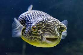 Giant Freshwater Puffer Tennessee Aquarium