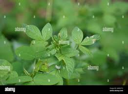 Image result for Cleome rutidosperma