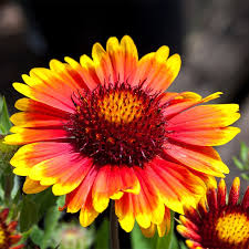 Arizona Sun Blanket Flower Gaillardia Grandiflora Arizona Sun High Country Gardens