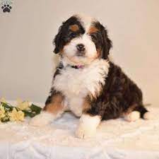 Maybe you would like to learn more about one of these? Lexie Mini Bernedoodle Puppy For Sale In Ohio Bernedoodle Puppy Puppies Mini Bernedoodle Puppies