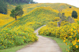 Download flower road images and photos. 494 Middle Road Flower Field Photos Free Royalty Free Stock Photos From Dreamstime
