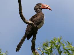 The large, colorful birds of the forest—such as turacos and hornbills—advertise their presence with raucous calls. Crowned Hornbill Ebird