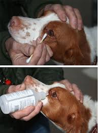 Pin On Dogs