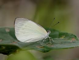 The small white is a common european butterfly. Butterflies Of Australia Elodina Walkeri