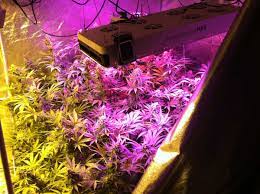 Led lights emit less heat, eliminating costs on these spendy expenditures when designing specific growing room environmental controls. Hps Vs Led Grow Lights 5 Barriers To Light Domination Grow Weed Easy
