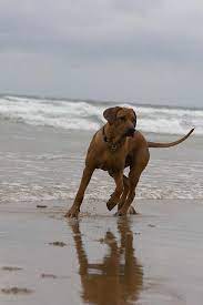 rhodesian ridgeback rhodesian ridgeback dog rhodesian ridgeback hunting dogs