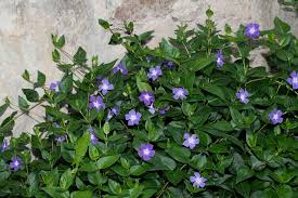 Image result for Vinca major