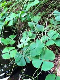 Image result for Marsilea villifolia