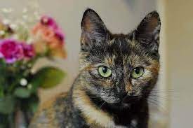 Tortoiseshell Cats 101 Everything You Need To Know