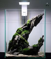 Shrimp Set For Aquarium Aquariumfreshwaterfishpictures Aquarium Design Aquascape Aquarium