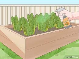 If you keep finding rats in your garden, this is bad news for your vegetable patch. 3 Simple Ways To Keep Rats Out Of A Vegetable Garden Wikihow