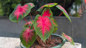 Image result for Caladium