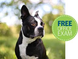 Veterinarians In Stoneham Ma Banfield Pet Hospital