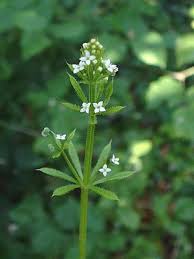 Image result for Galium