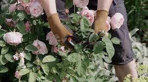 Rosen profitieren am meisten von überwiegend bis rein organischem dünger. Rosen Dungen So Wachsen Und Bluhen Sie Uppig Mein Schoner Garten