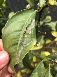 Read all about the meyer lemon tree and its history, appearance, and meyer lemon trees have glossy, dark green leaves and fragrant white blossoms that are purple at the base. Identify This Meyer Lemon Tree Disease Gardening