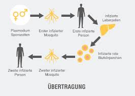 Woran erkenne ich eigentlich, dass ich mich angesteckt habe? 08 03 21 Namibia Malaria Hepatitis Tuberkulose Und Hiv Falle