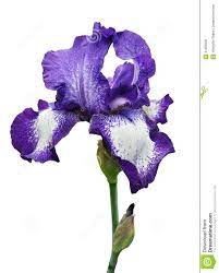Purple Iris Bunch Google Search Iris Flowers Iris Flower Photos Blue Iris Flowers