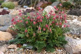 Image result for Viscum triflorum