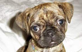The best way to get a better idea of the characteristics and temperaments of any mixed breed is taking a look at the parent breeds; Boston Terrier Pug Mix 5 Things You Didn T Know