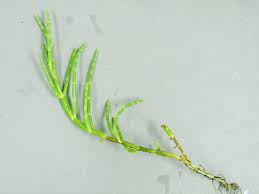 Image result for Disperis virginalis