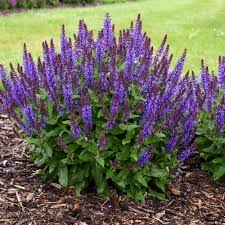 Search for instant quality results at helping.com. Violet Profusion Perennial Salvia Salvia Nemorosa Proven Winners