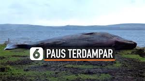 Paus sperma (physeter macrocephalus) adalah hewan terbesar dalam kelompok paus bergigi sekaligus hewan bergigi terbesar di dunia. Berita Paus Sperma Hari Ini Kabar Terbaru Terkini Liputan6 Com