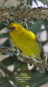 Birds That Start With Q In Spanish Pin By Kc Au On Awesome Birds Ii Animals Colorful Birds Birds