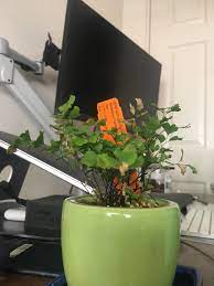 Its genus name translates to non wetting and refers to the fronds' ability to shed rainwater without becoming wet. Maidenhair Fern Getting Crispy Tips Plantclinic