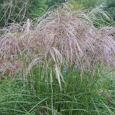 Morning Light Miscanthus Grass Morning Light Ornamental Grasses American Meadows