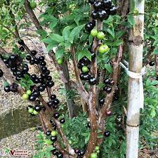 Nho thân gỗ có tên khoa học chính thức là jabuticaba hay jaboticaba, tên việt là nho mỹ hoặc nho đất.mang tên nho nhưng thân lại giống cây ổi, và có trái mọc trên thân không khác gì cây sung. Mua Ban Cay Nho Than Gá» Tá»© Quy Giá»'ng Tá»'t Nhiá»u Quáº£