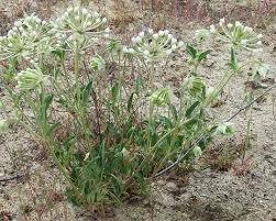 Image result for Sium repandum