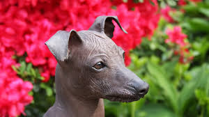 Peruvian inca orchid dog breeder near cincinnati, oh, usa. 10 Lovable Facts About The Peruvian Inca Orchid Mental Floss