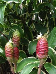 Check spelling or type a new query. Awapuhi Shampoo Ginger Private Tours Hawaii Personalized Customized Private Tours On Oahu