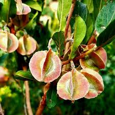 Image result for Embelia schimperi