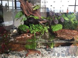 Pin On Aquarium
