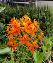 Image result for Epidendrum