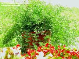 Plantfiles Pictures Asparagus Fern Sprenger Asparagus Sprengeri Asparagus Densiflorus By Sandpiper Asparagus Fern Fern Flower Plants