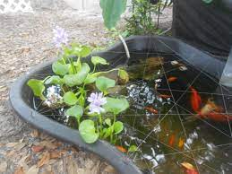 The Water Hyacinth S Were A Beautiful Addition To Our Pond Water Hyacinth Aquatic Plants Fish Ponds