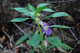 Image result for Balsaminaceae